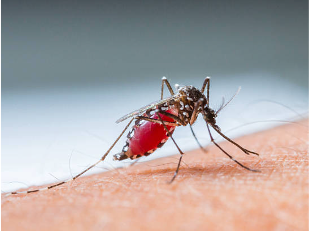 Mosco del dengue