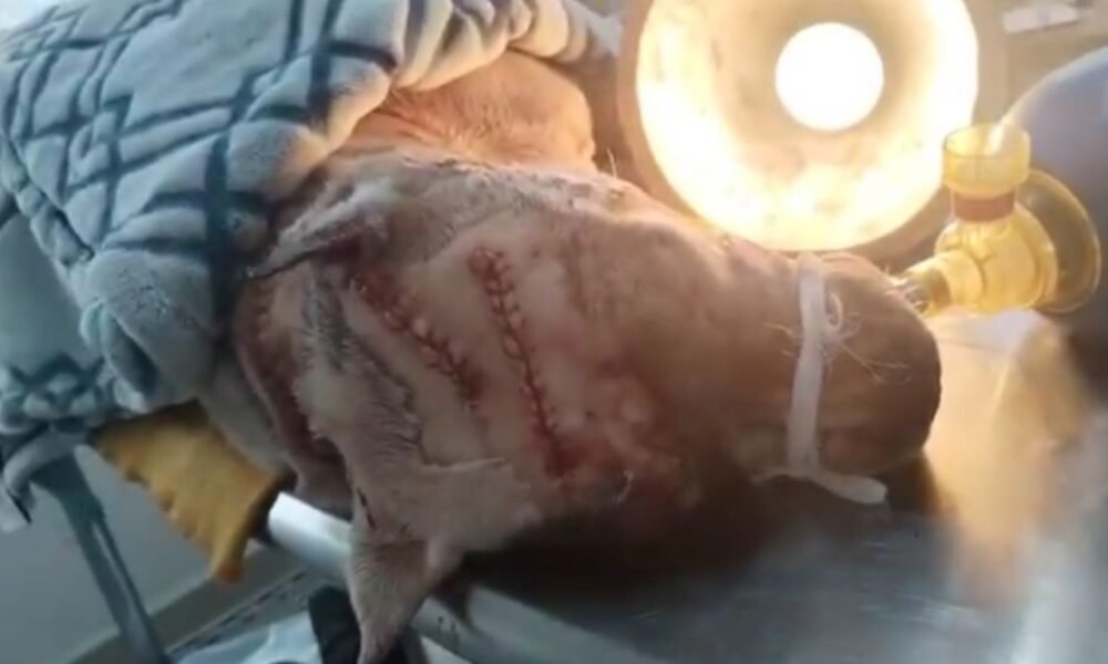 perro atacado
