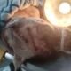 perro atacado
