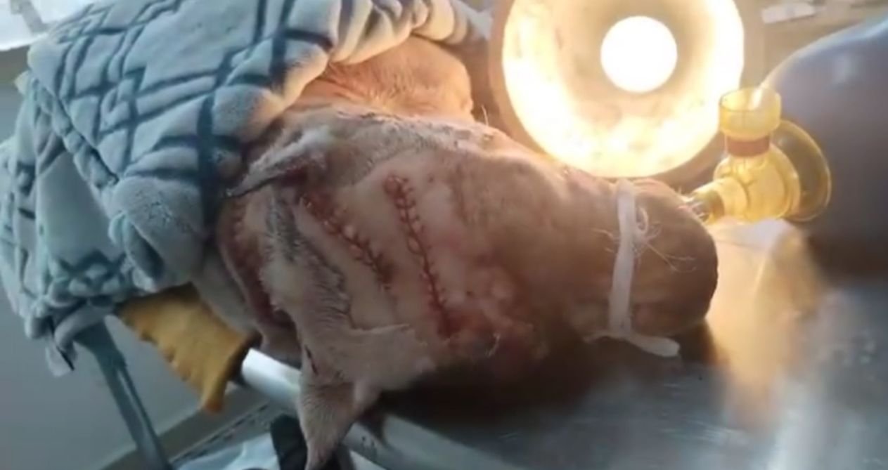perro atacado