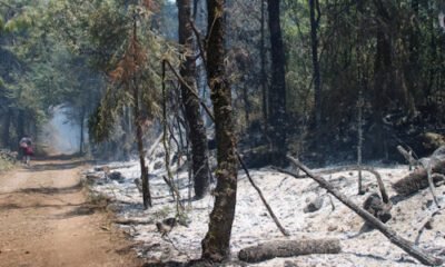 árboles secos, cenizas y oscuro por incendio