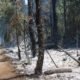 árboles secos, cenizas y oscuro por incendio