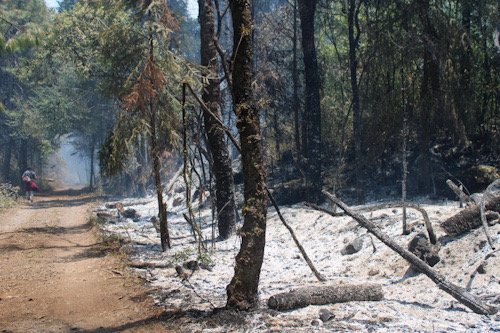 árboles secos, cenizas y oscuro por incendio