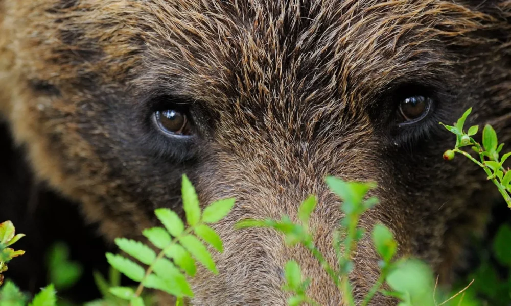 oso