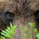 oso