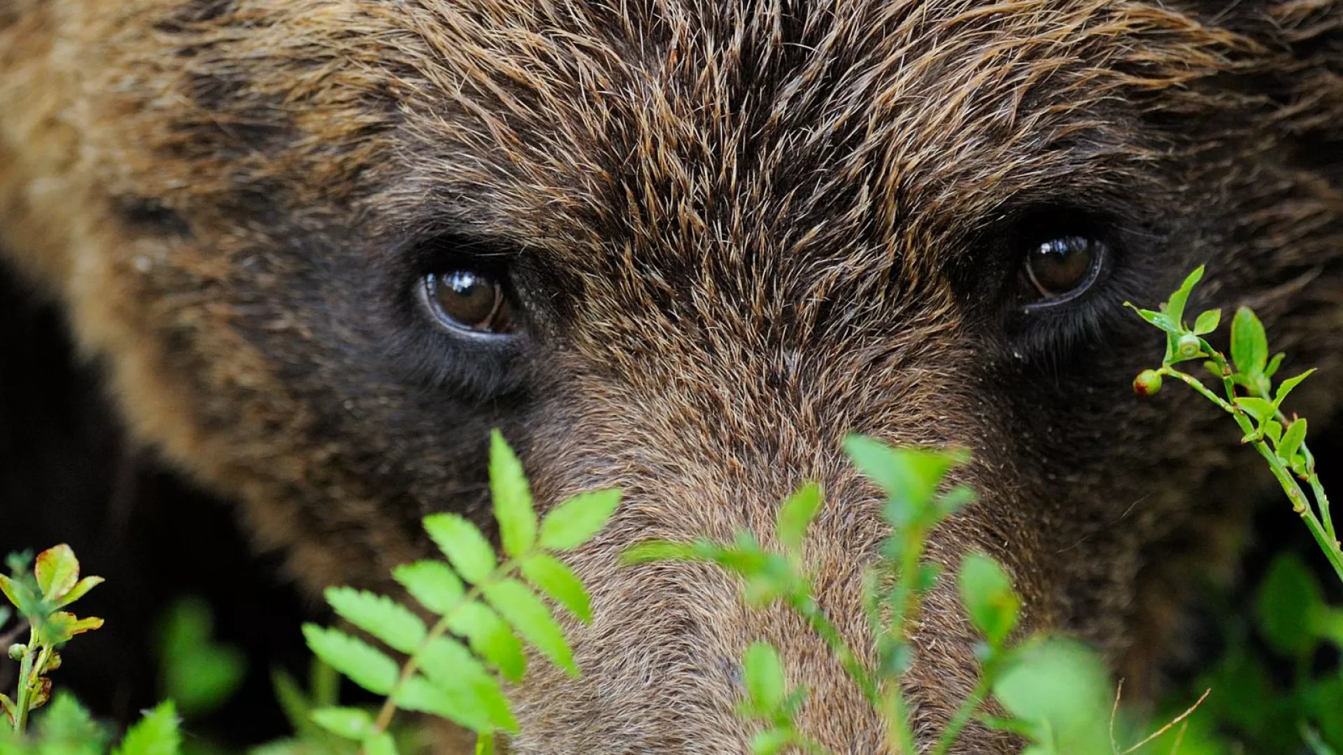 oso