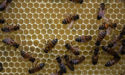 Abejas