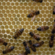 Abejas