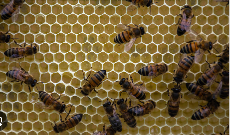 Abejas