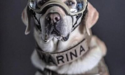 Frida perrita rescatista de la Marina Armada de México.
