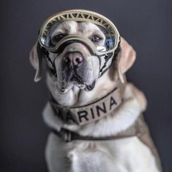 Frida perrita rescatista de la Marina Armada de México.