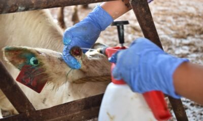 Caso de gusano barrenador en Nuevo León.