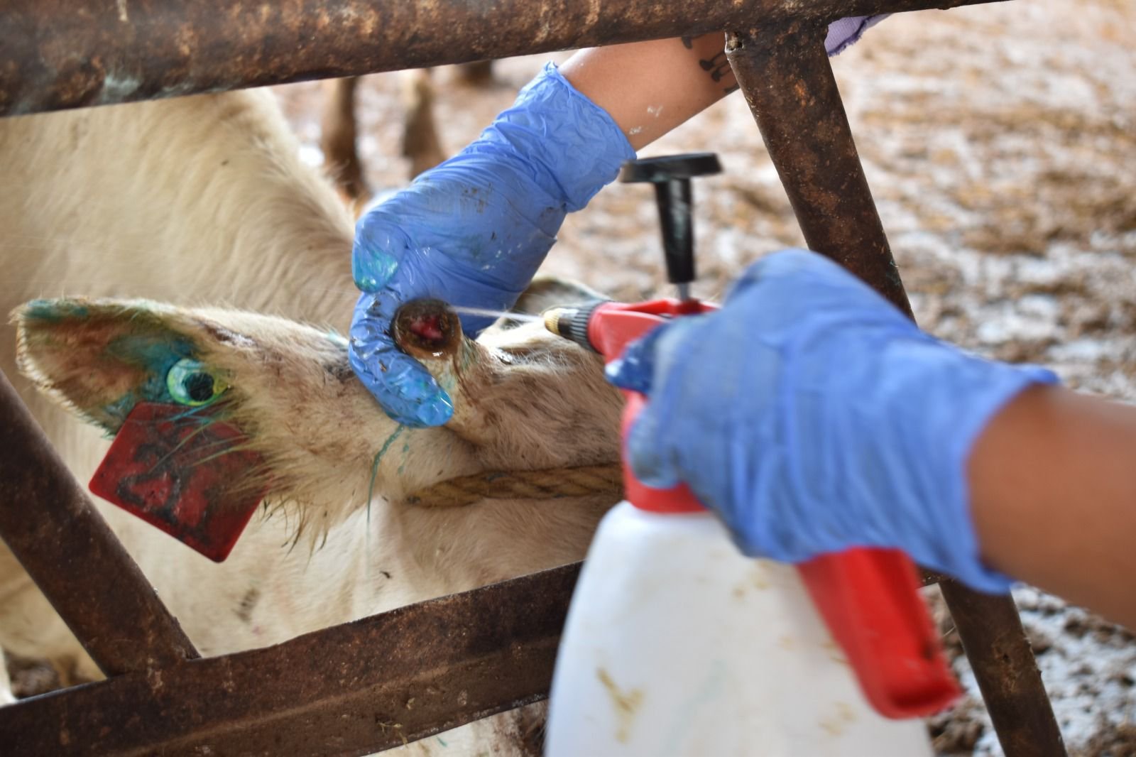 Caso de gusano barrenador en Nuevo León.